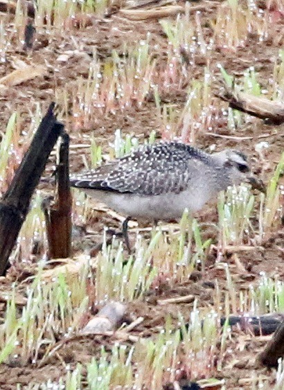 American Golden-Plover - ML270770651