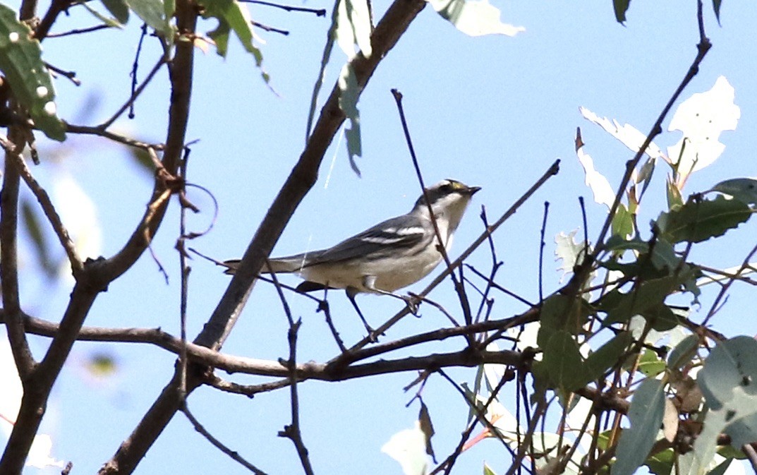 Black-throated Gray Warbler - ML270770691