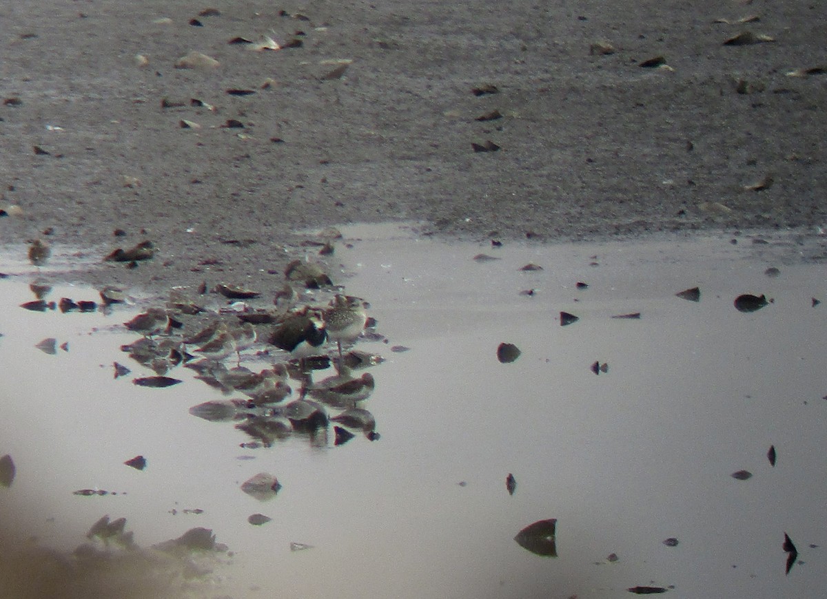 Black-bellied Plover - ML270771041