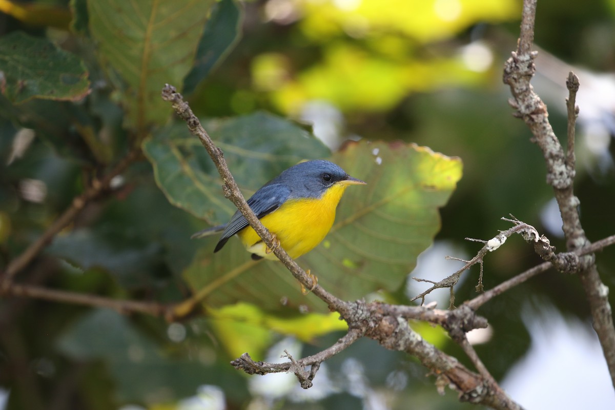 Tropical Parula (Middle American) - ML270772131