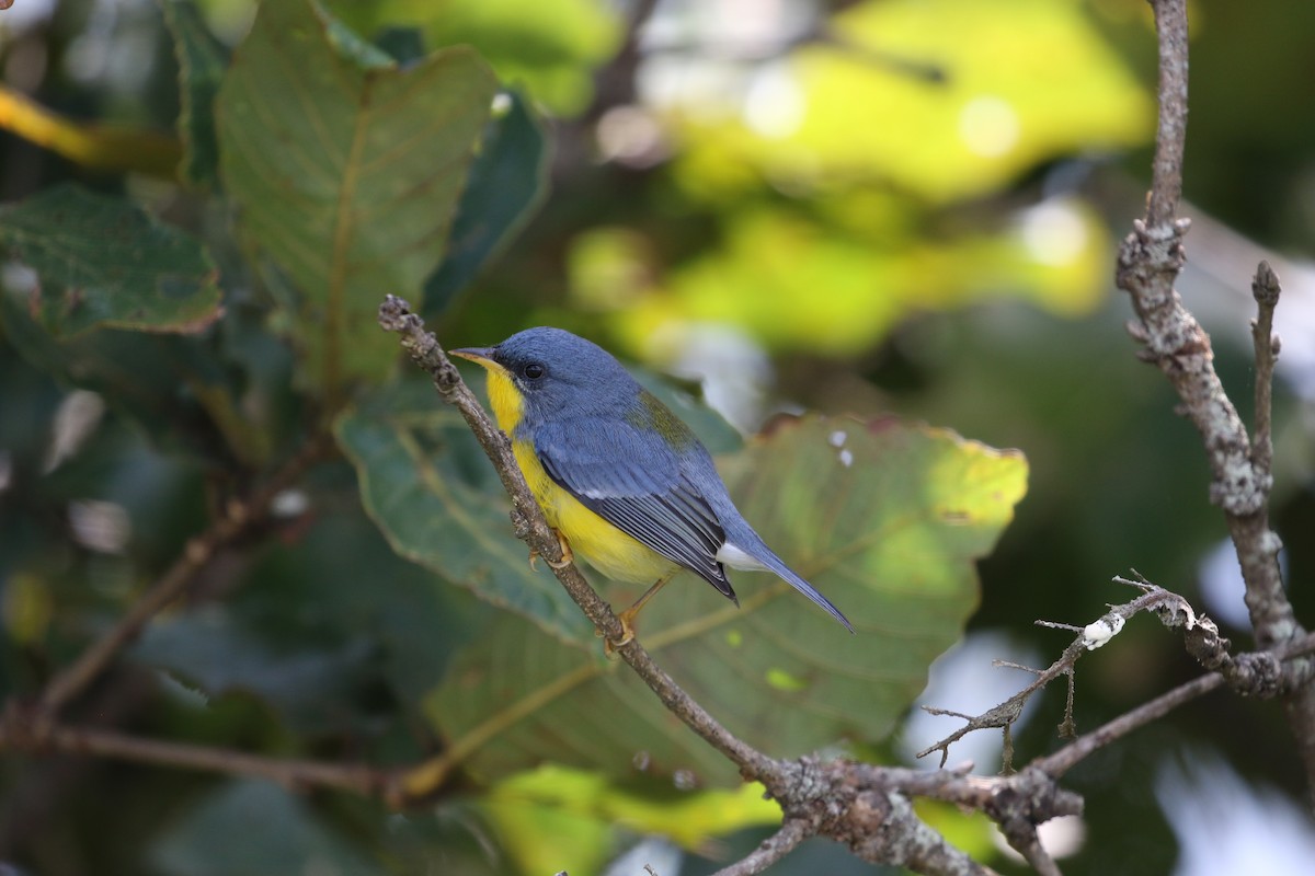 Tropical Parula (Middle American) - ML270772411