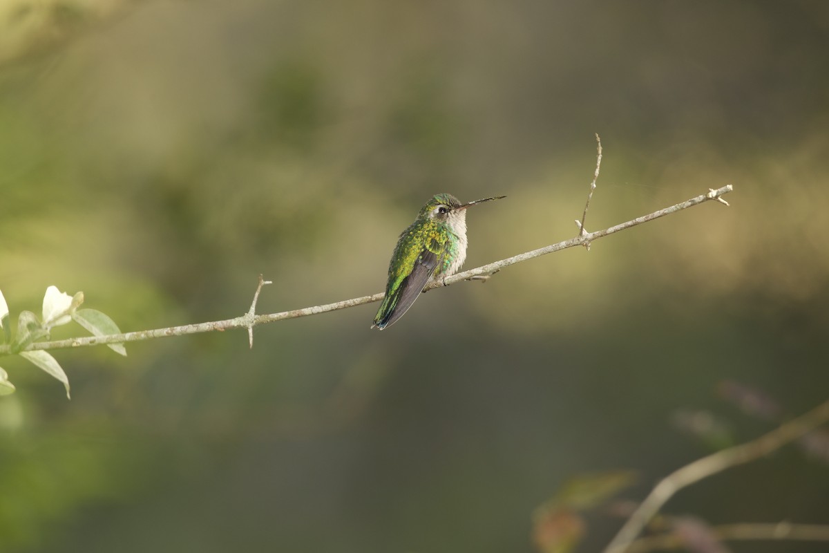 kolibřík lesklobřichý - ML270772601