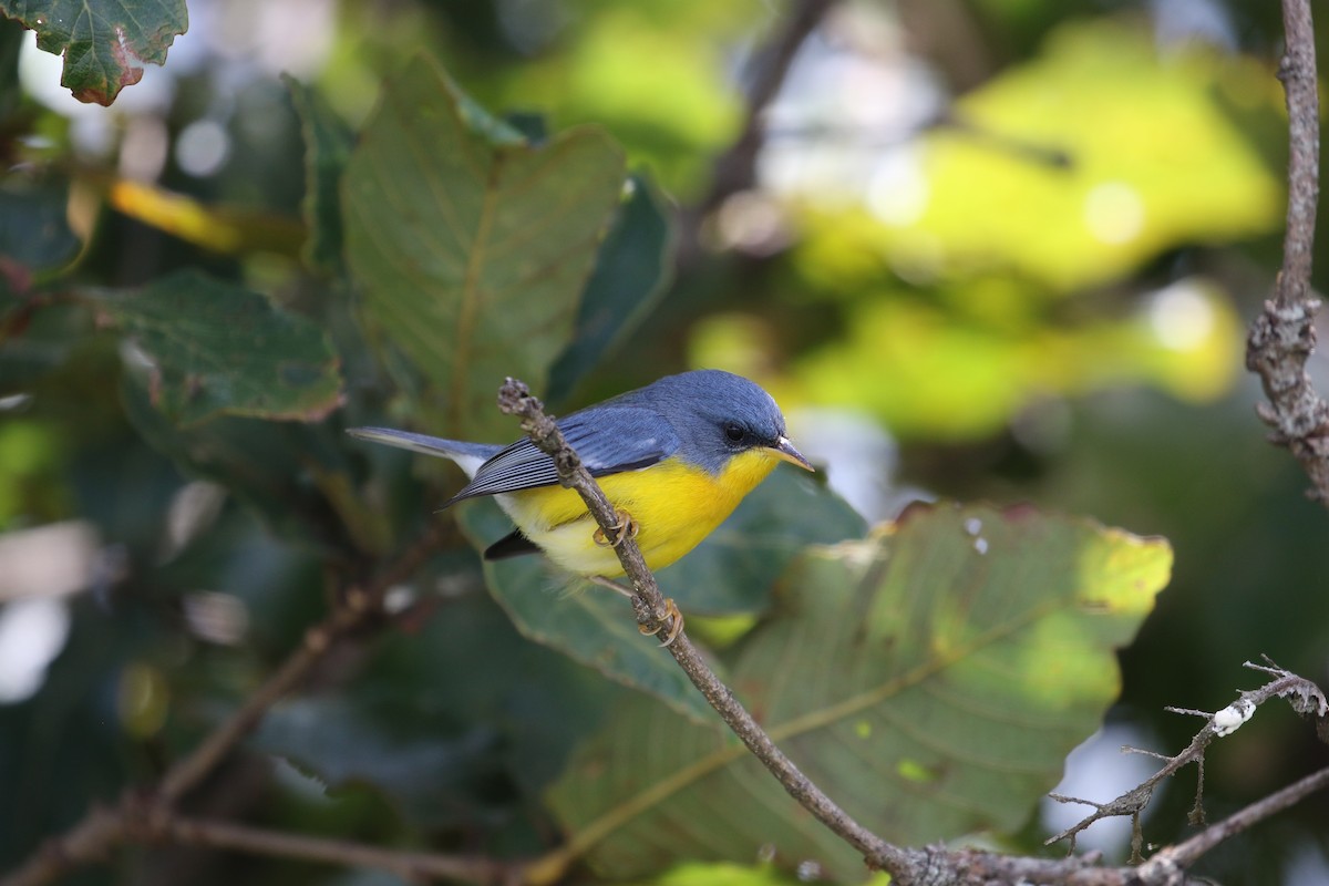 Tropical Parula (Middle American) - ML270772611