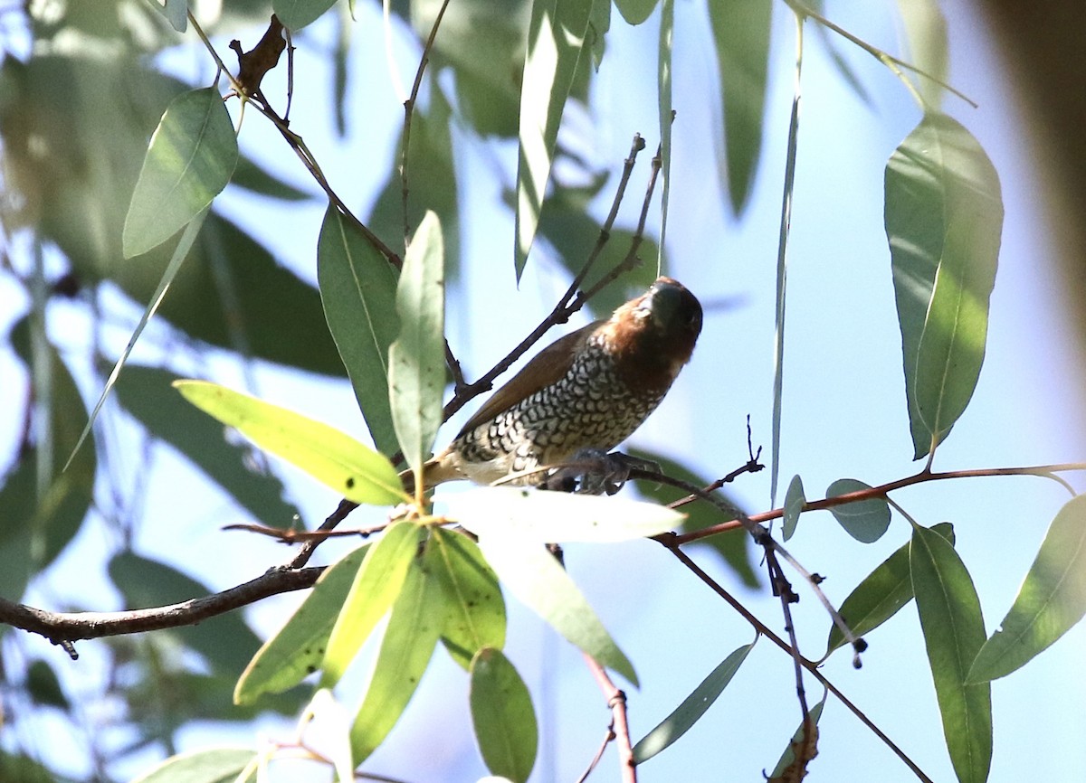 Scaly-breasted Munia - ML270772621