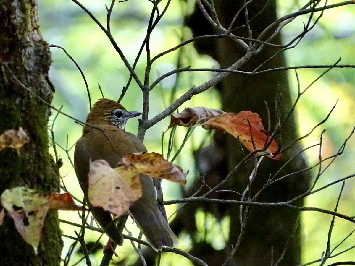 Wood Thrush - ML270772701