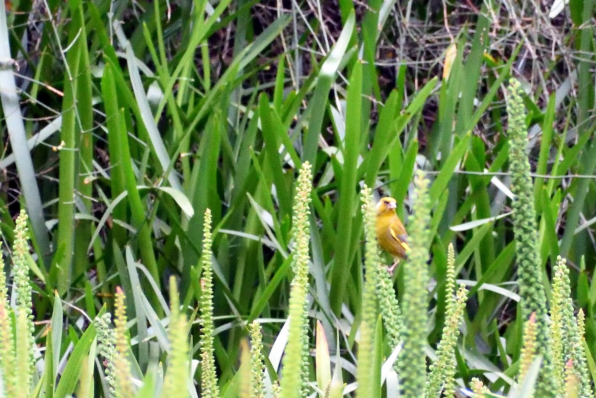 European Greenfinch - ML270774781