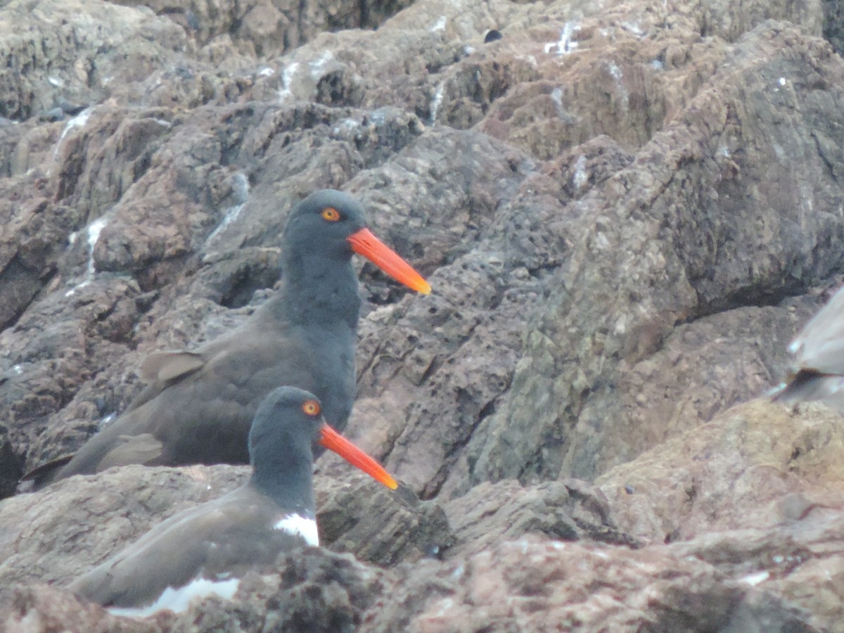 Blackish Oystercatcher - ML27077481