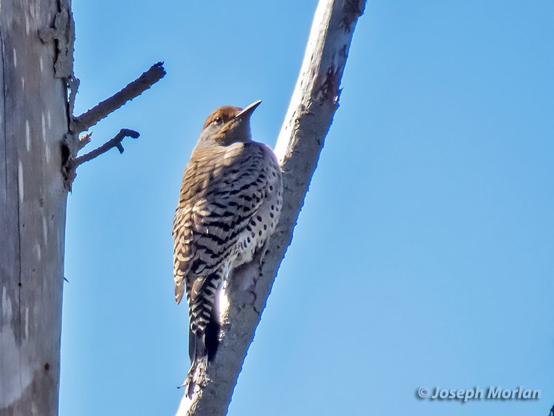 Northern Flicker - ML270775151