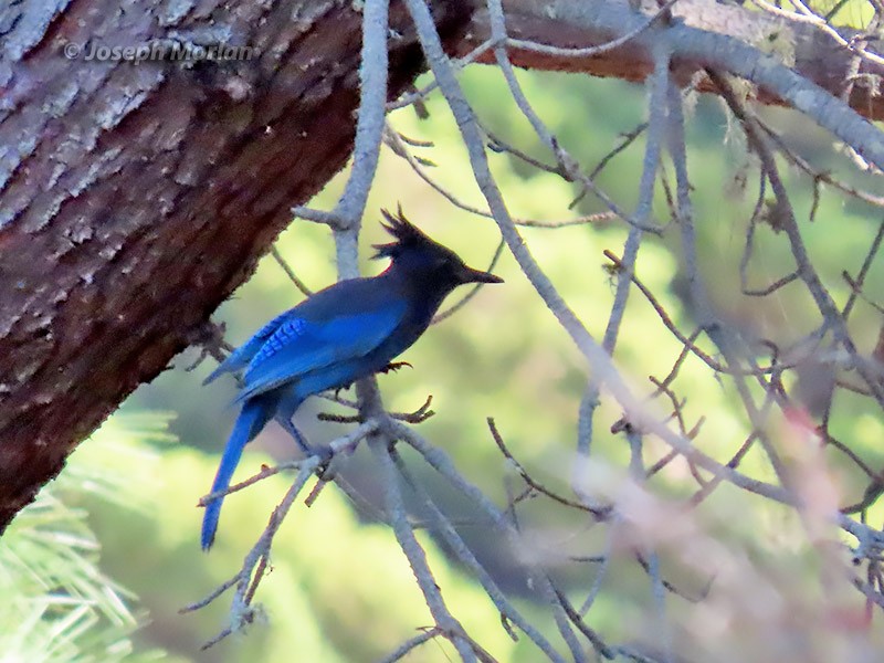 Steller's Jay - Joseph Morlan
