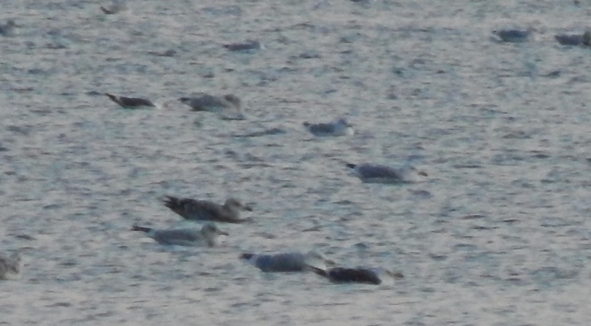 Lesser Black-backed Gull - ML270775781