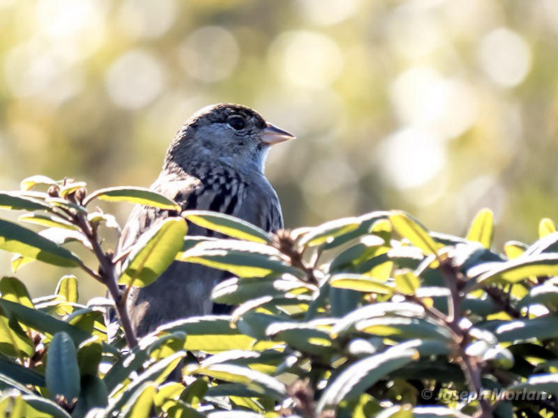 Golden-crowned Sparrow - Joseph Morlan