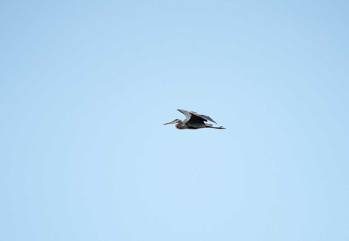 Great Blue Heron - ML270776721