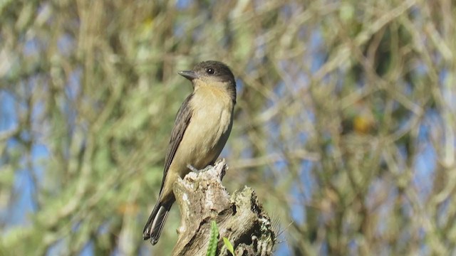 Crested Becard - ML270777361