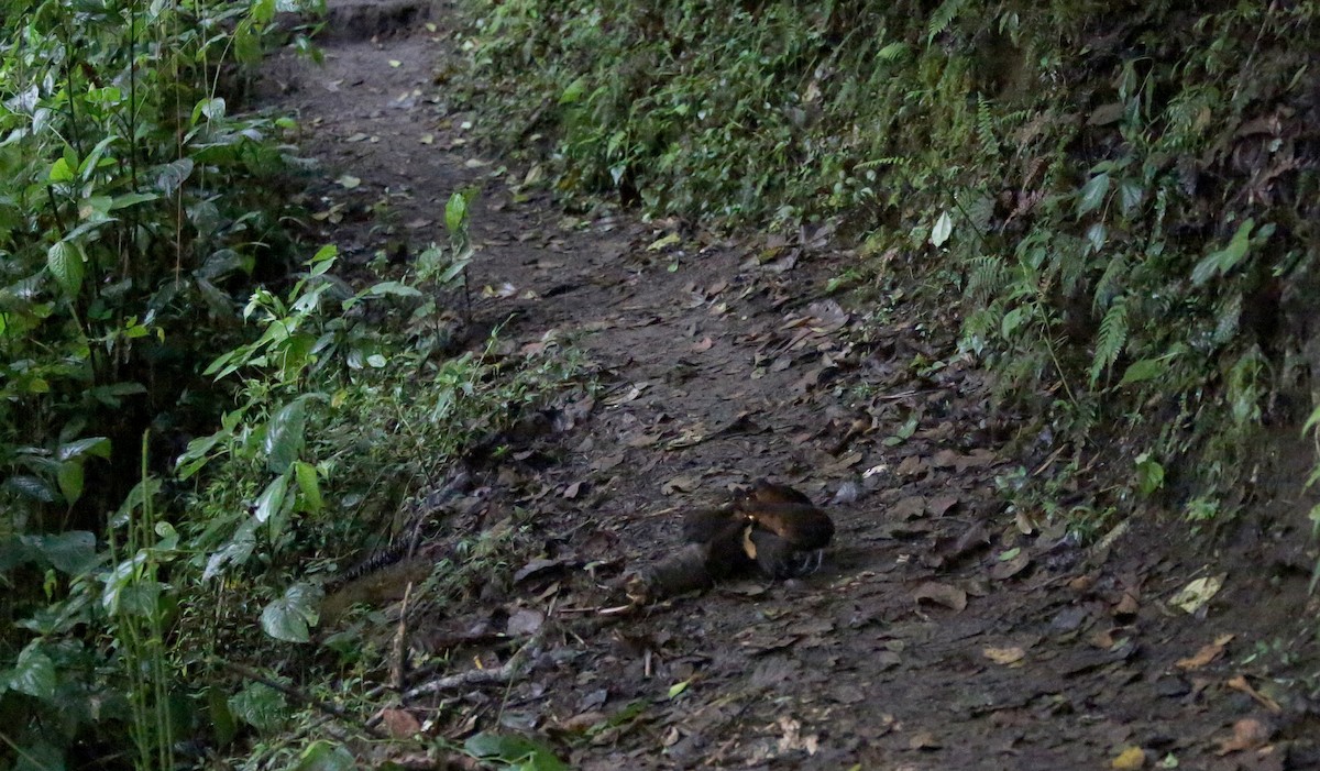 Dark-backed Wood-Quail - Livia Santana