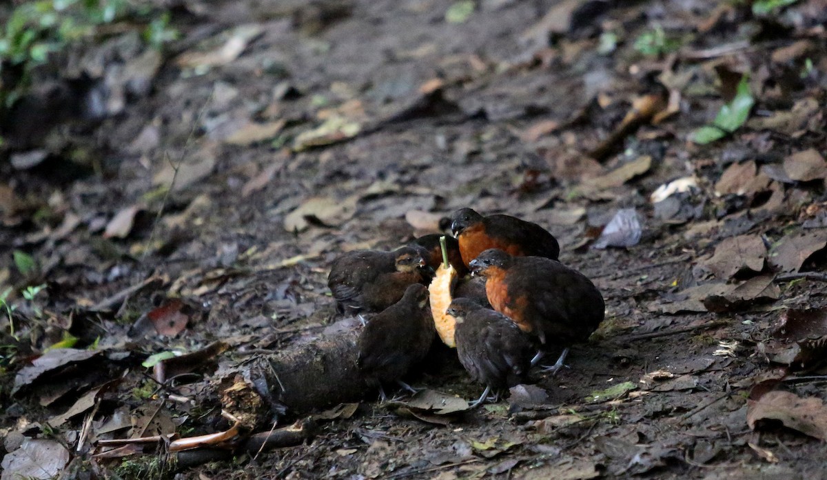 Dark-backed Wood-Quail - ML27077831