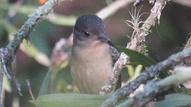 Crested Becard - ML270778321