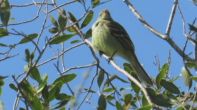 Fiofío Brasileño - ML270778761