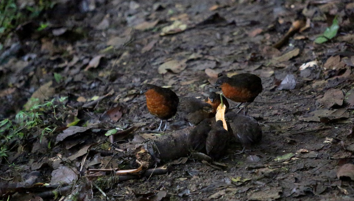 Dark-backed Wood-Quail - ML27077881