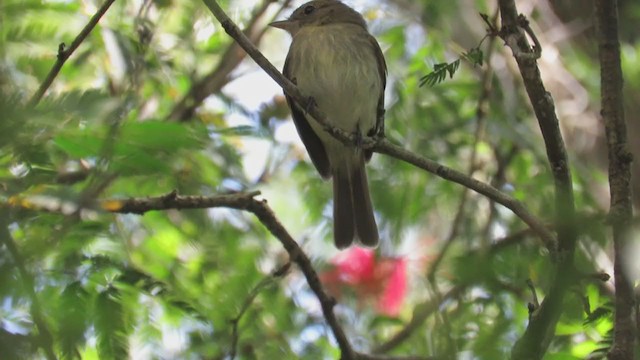 Euler's Flycatcher - ML270779091