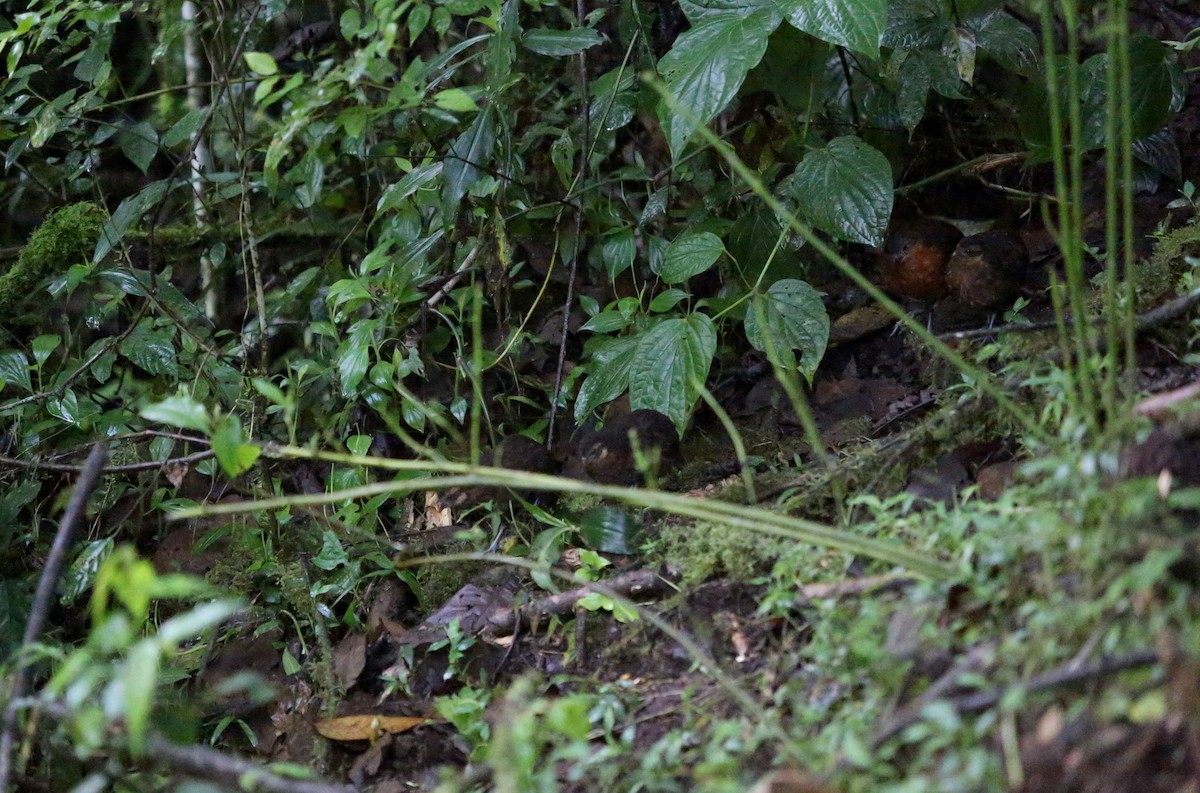 Dark-backed Wood-Quail - ML27077971