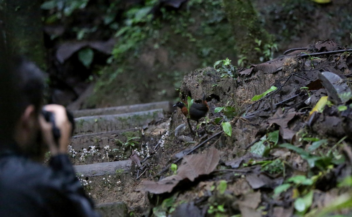 Rufous-breasted Antthrush - ML27077981