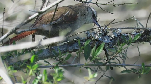 Stripe-crowned Spinetail - ML270780251