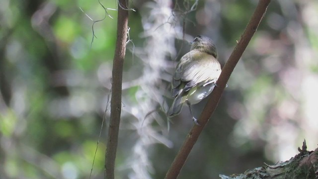 Vireo Chiví - ML270780681