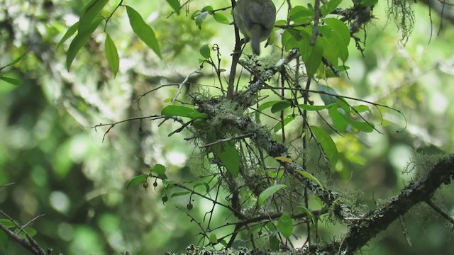 Vireo Chiví - ML270781151