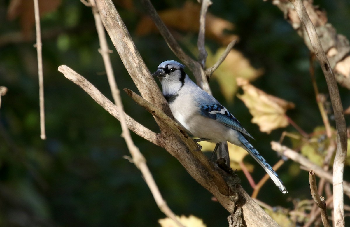 Blue Jay - Jay McGowan