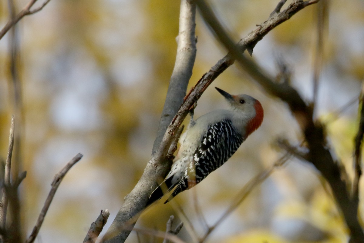 Red-bellied Woodpecker - Jay McGowan