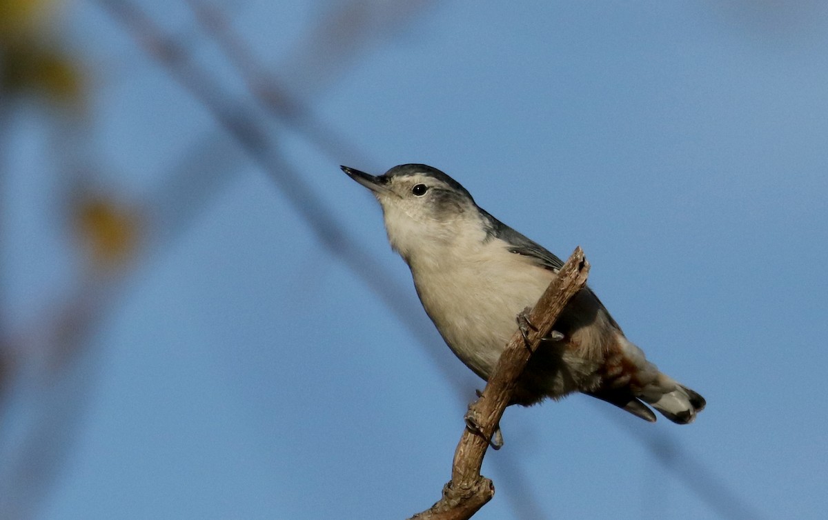 Beyaz Göğüslü Sıvacı (carolinensis) - ML270782321