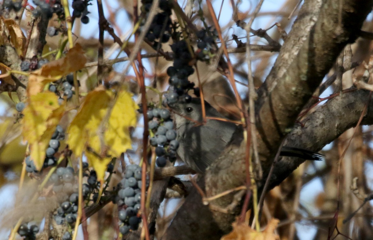 Gray Catbird - ML270782381