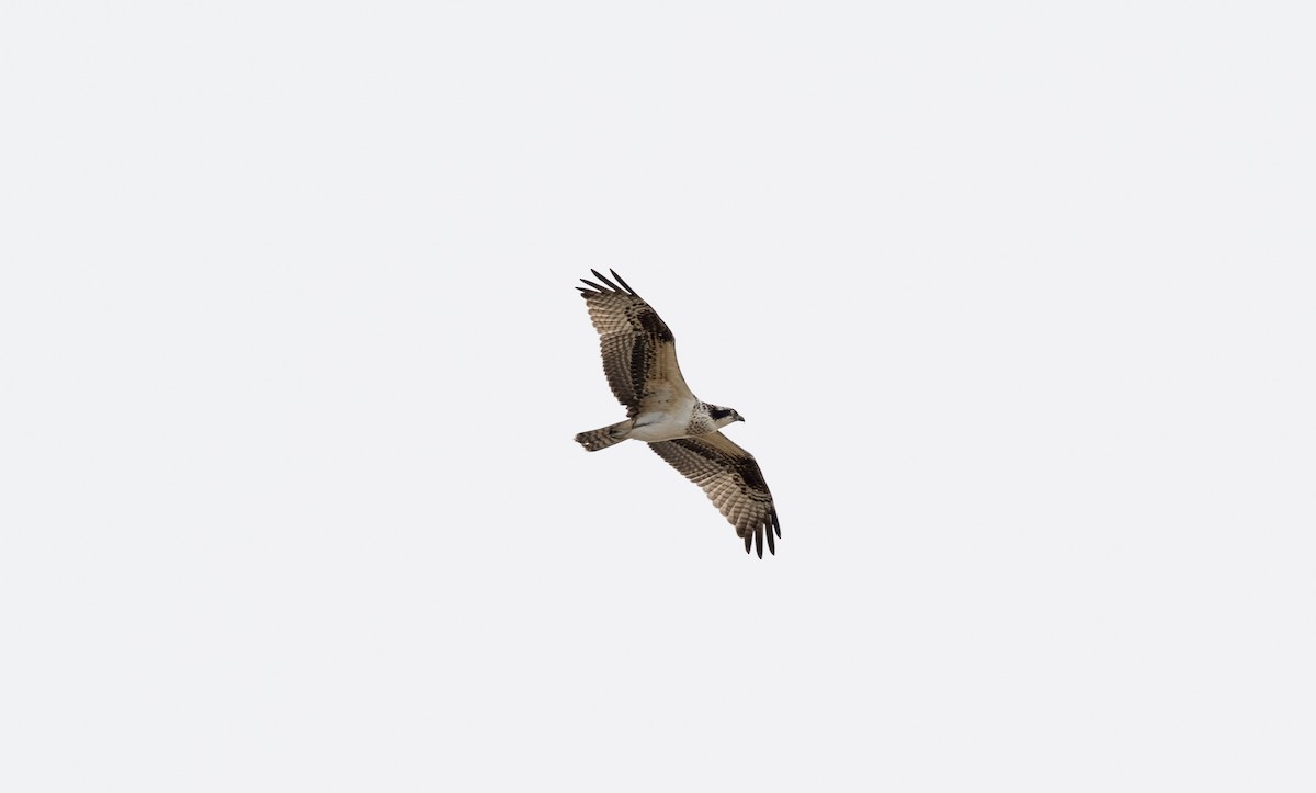 Загасч явлаг - ML270782631