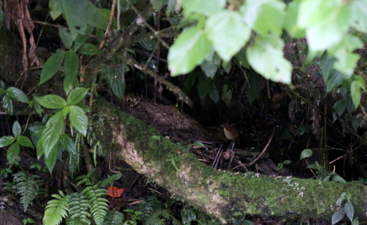 Yellow-breasted Antpitta - ML27078331