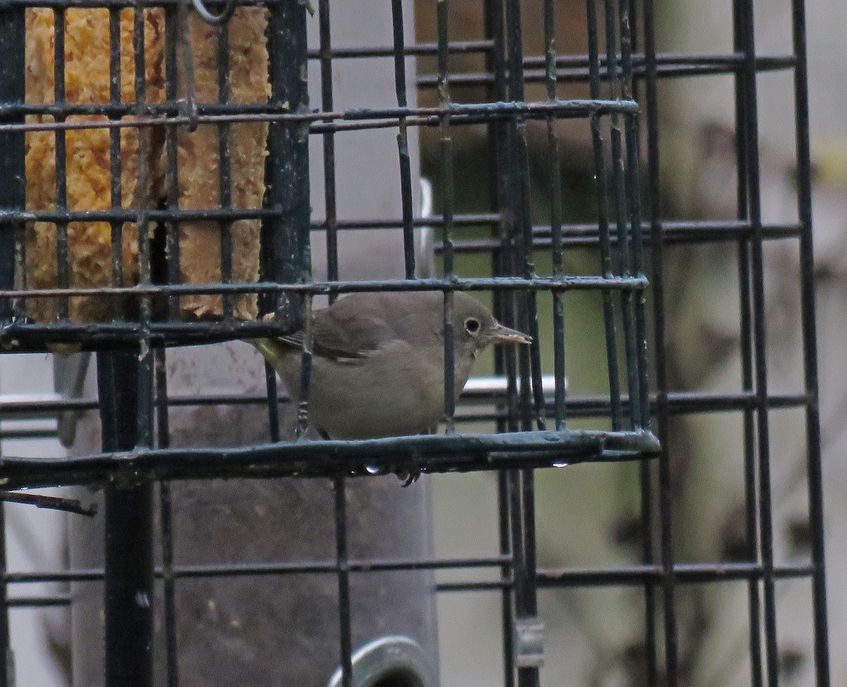 Virginia's Warbler - ML270785241