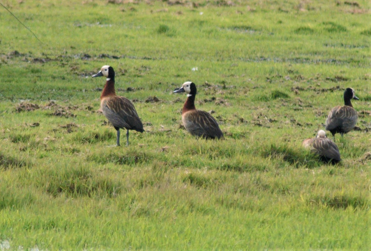 White-faced Whistling-Duck - ML270785271