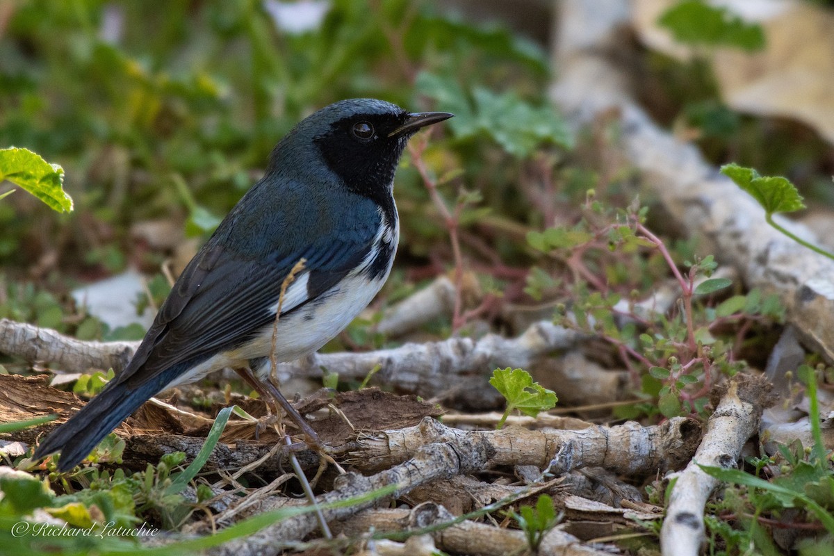 Black-throated Blue Warbler - Richard Latuchie