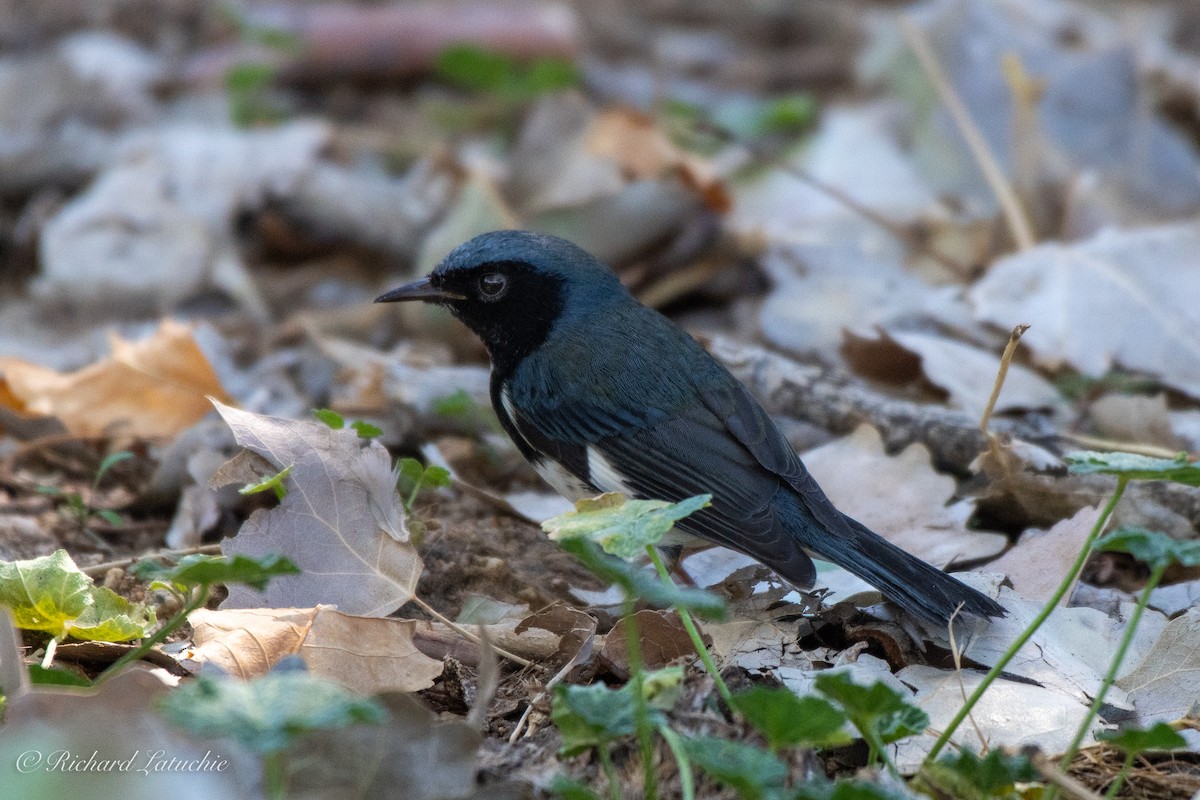 Black-throated Blue Warbler - Richard Latuchie