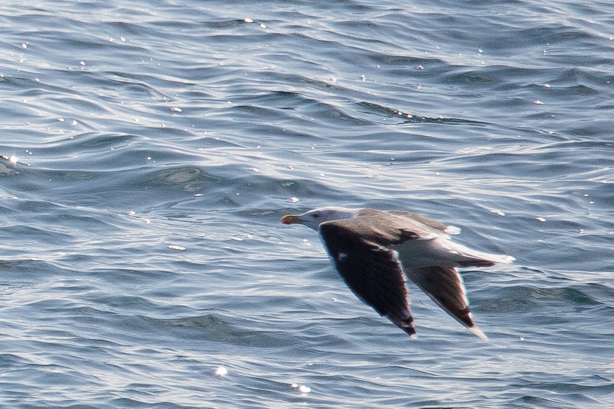 Great Black-backed Gull - ML270787461