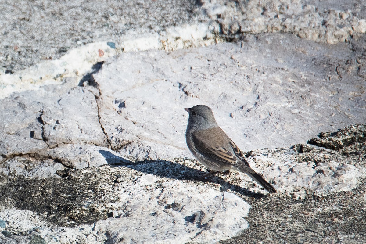 Dark-eyed Junco - ML270787491