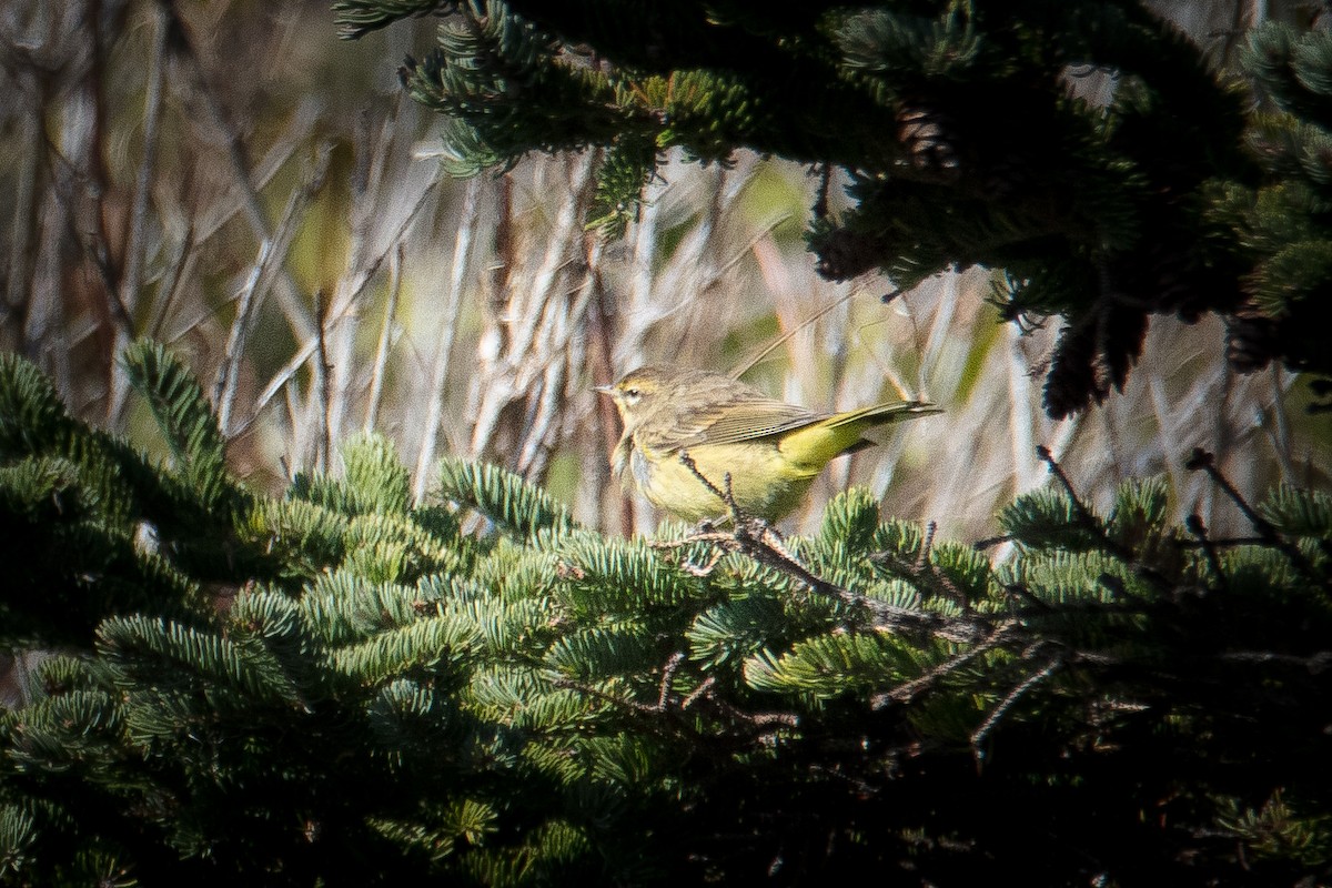 Palm Warbler - ML270787541