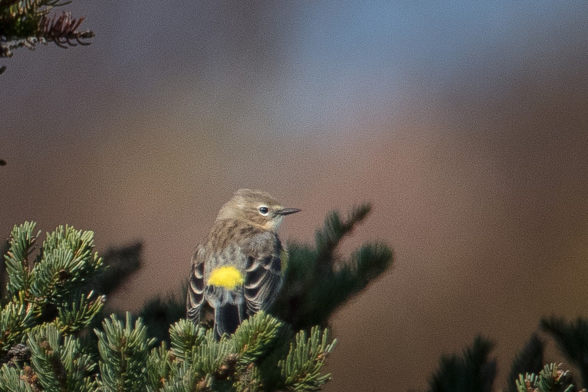 Yellow-rumped Warbler - ML270787581