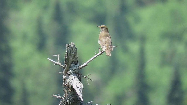 Bicknell's Thrush - ML270790841