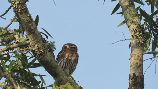 Ferruginous Pygmy-Owl - ML270790891