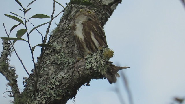 Ferruginous Pygmy-Owl - ML270791051