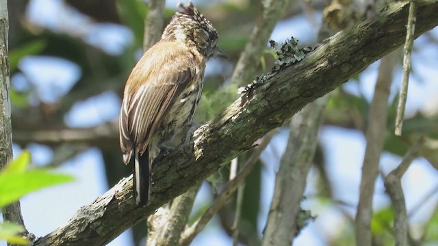 Mottled Piculet - ML270791091