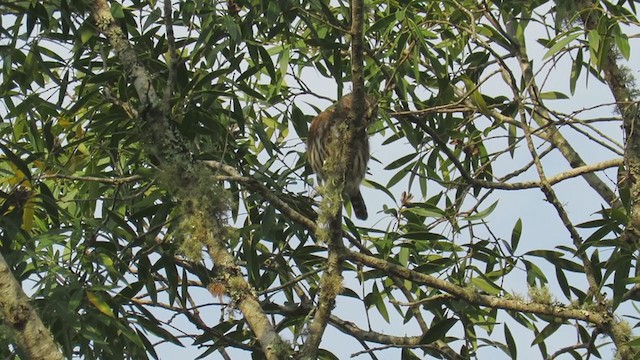 Ferruginous Pygmy-Owl - ML270791301