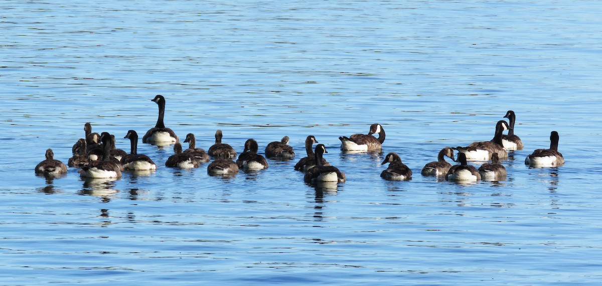 Canada Goose - Gena Zolotar