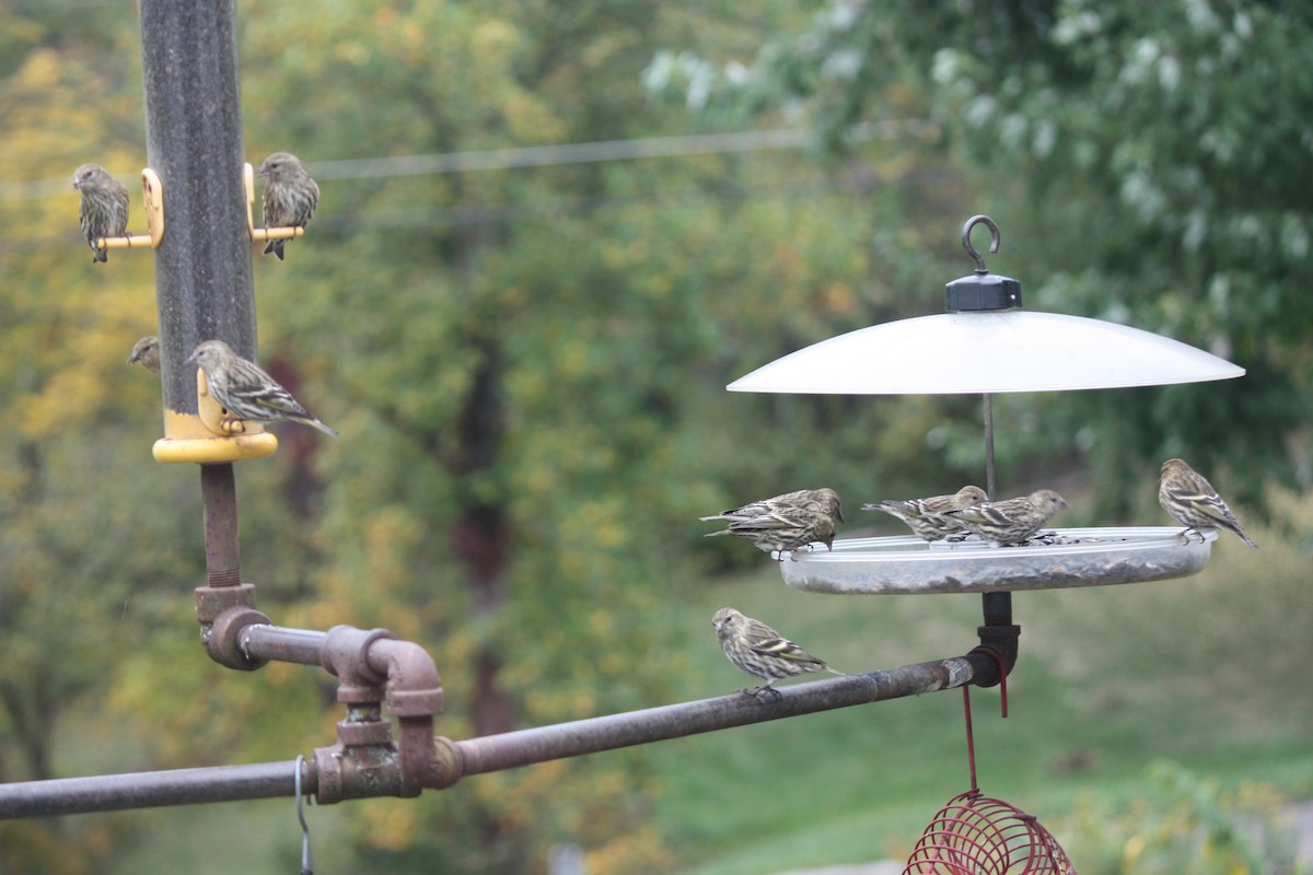 Pine Siskin - ML270793481