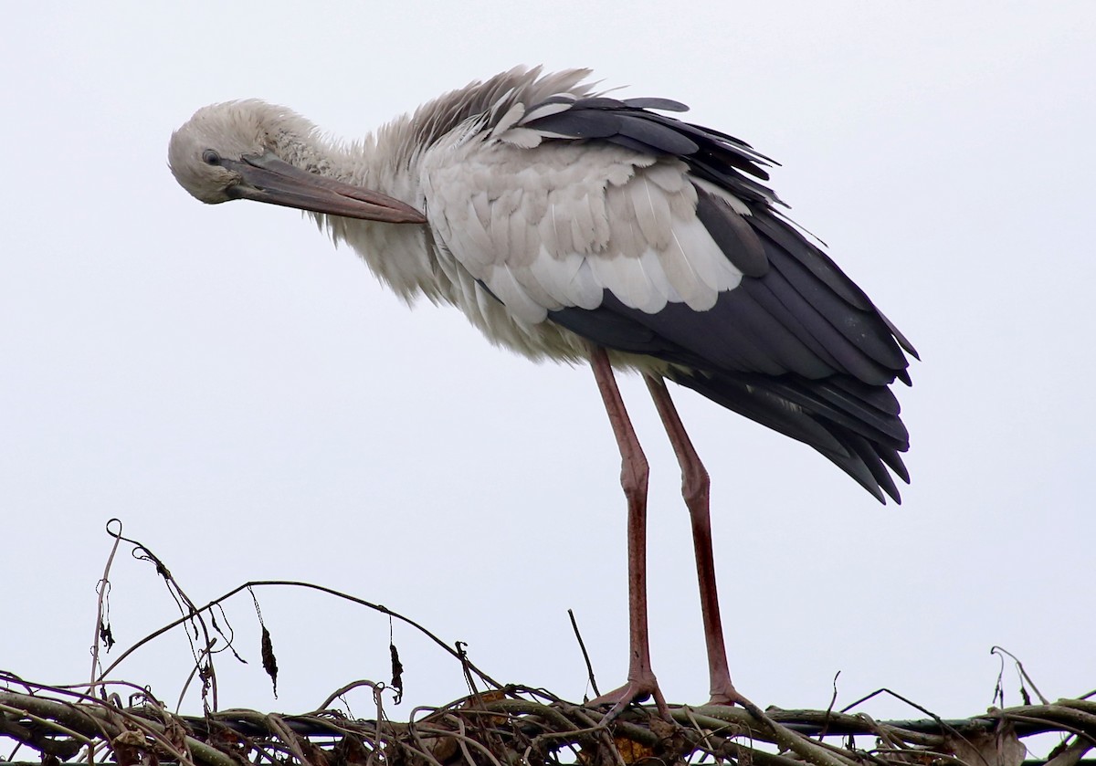 Asian Openbill - Patrick James